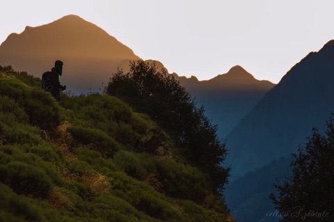 Tracking brown bears in the Pyrenees